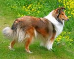 Sheltie Dog Paint by numbers