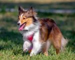 Sheltie Dog Paint by numbers