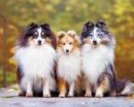 Cute Shelties Dogs Paint by numbers