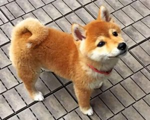 Shiba Inu Dog Paint by numbers