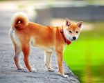 Shiba Inu Japanese Dog Paint by numbers
