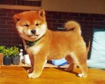 Shiba Inu Puppy Paint by numbers