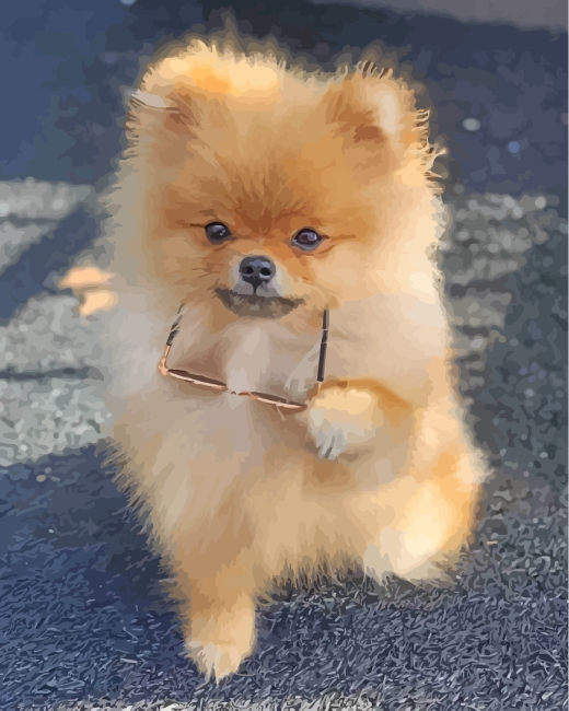 stylish-pomeranian-paint-by-numbers