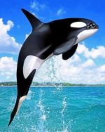 Whale Paint by numbers