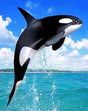 Whale Paint by numbers