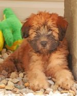 Wheaten Terrier Puppy paint by numbers