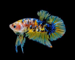 Yellow Betta Fish Paint by numbers