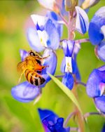 Bee And Bluebonnet paint by numbers