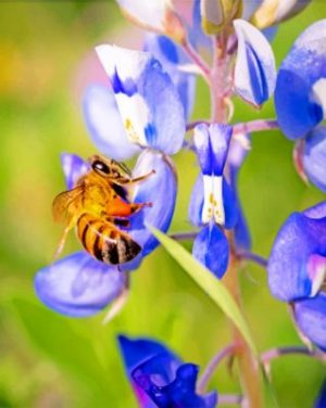 Bee And Bluebonnet paint by numbers