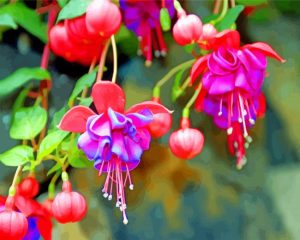 Blossom fuchsia flowers paint by numbers