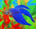 Blue Betta Siamese Fighting Fish paint by numbers