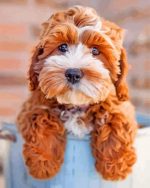 Cockapoo paint by numbers