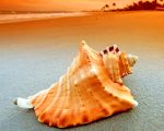 Conch Seashell paint by numbers