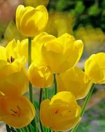 Crocus-flowers-paint-by-numbers