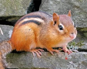 Cute Little Chipmunk paint by number