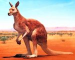 Desert Kangaroo Paint by numbers