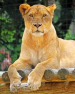 African Female Lion Paint By Numbers