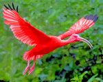 Flying Scarlet Ibis Paint by numbers