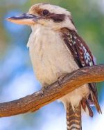 Kookaburra Bird paint by number