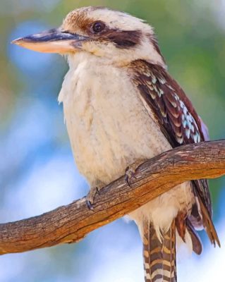 Kookaburra Bird paint by number