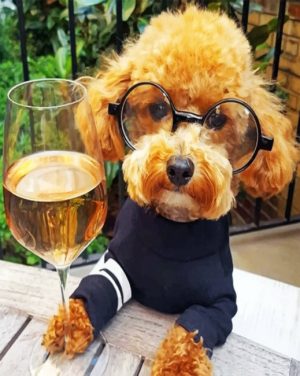 Nerd Cockapoo paint by numbers