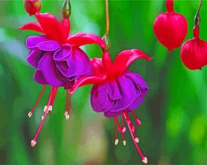 Pink Purple Fuchsia Plants paint by number