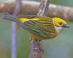 Silver Throated Tanager Bird paint by number