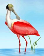 Spoonbill Bird paint by numbers