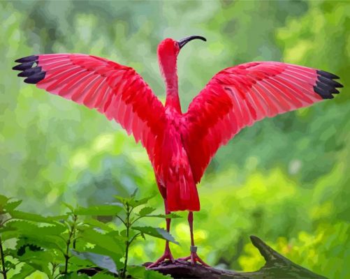 The Scarlet Ibis Bird paint by number