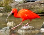 The Scarlet ibis paint by number