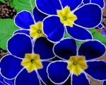 Blue Pansy Flowers paint by numbers