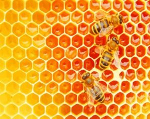 Bees In The Hive paint by numbers