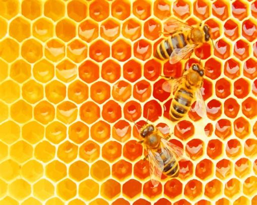 Bees In The Hive paint by numbers