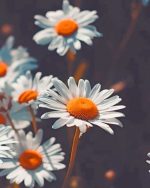 Chamomile Flowers Chamomile Flowers paint by numbers