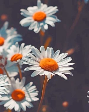 Chamomile Flowers Chamomile Flowers paint by numbers