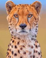 Cheetah Wild Animal paint by numbers