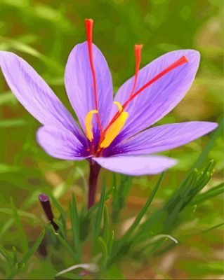 Cute Purple Crocus Paint by number