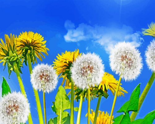 Dandelions Plants paint by numbers