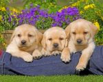 Yellow Labrador Puppies paint by numbers