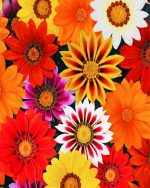 gazania-paint-by-numbers
