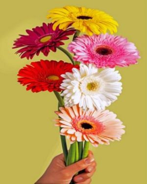 Gerbera Bloem paint by numbers