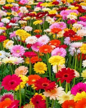 Gerbera Daisy Flowers paint by numbers