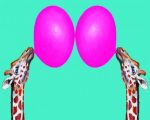 Giraffes With Bubblegum paint by numbers
