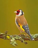 Goldfinch Bird paint by numbers