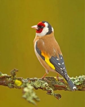 Goldfinch Bird paint by numbers