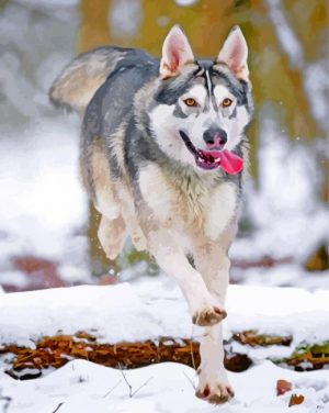 husky-snow-paint-by-number