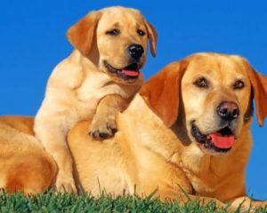 Labrador Retriever Dogs paint by numbers