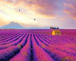 Provence Lavender Field Paint by number