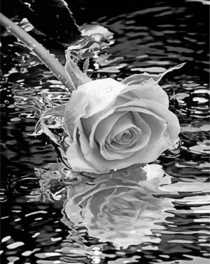 rose-and-water-paint-by-numbers