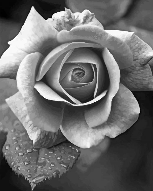 rose-paint-by-number